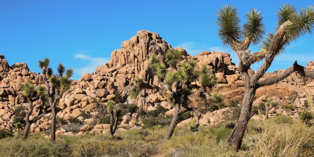 house for sale sign in Twentynine Palms desert landscape